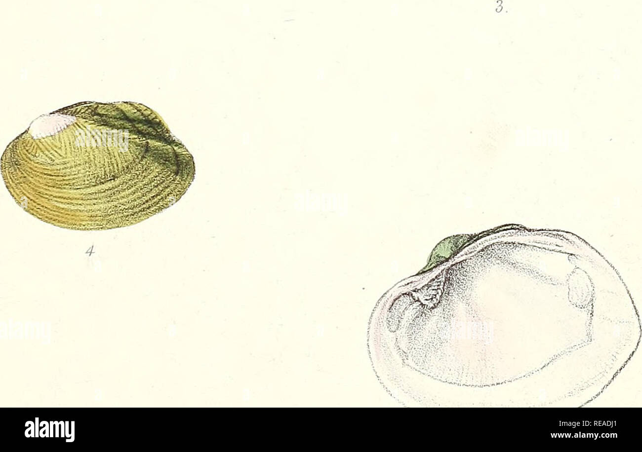 Sylvanus Shell . Conchologia indica: illustrations of the land and freshwater shells ...