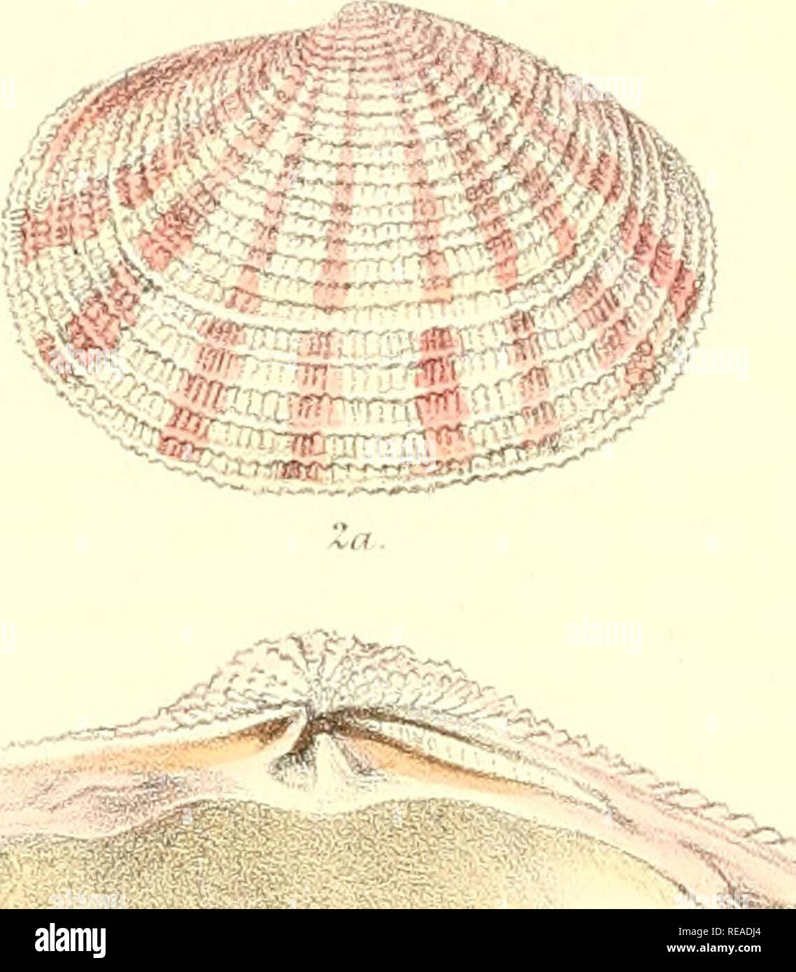 . Conchologia iconica, or, Illustrations of the shells of molluscous animals. Mollusks; Shells; Mollusks; Shells. Crr/H.sfl [. H^- I ^•^«^- Sowerby (iel ri l.iih v'lrjcciiL liroc'te.Day i Sou Imp.. Please note that these images are extracted from scanned page images that may have been digitally enhanced for readability - coloration and appearance of these illustrations may not perfectly resemble the original work.. Reeve, Lovell, 1814-1865; Savill, Edwards and Co. , printer; Spottiswoode &amp; Co. , printer; Reeve Benham &amp; Reeve, printer of plates; Vincent Brooks, Day &amp; Son, printer of Stock Photo
