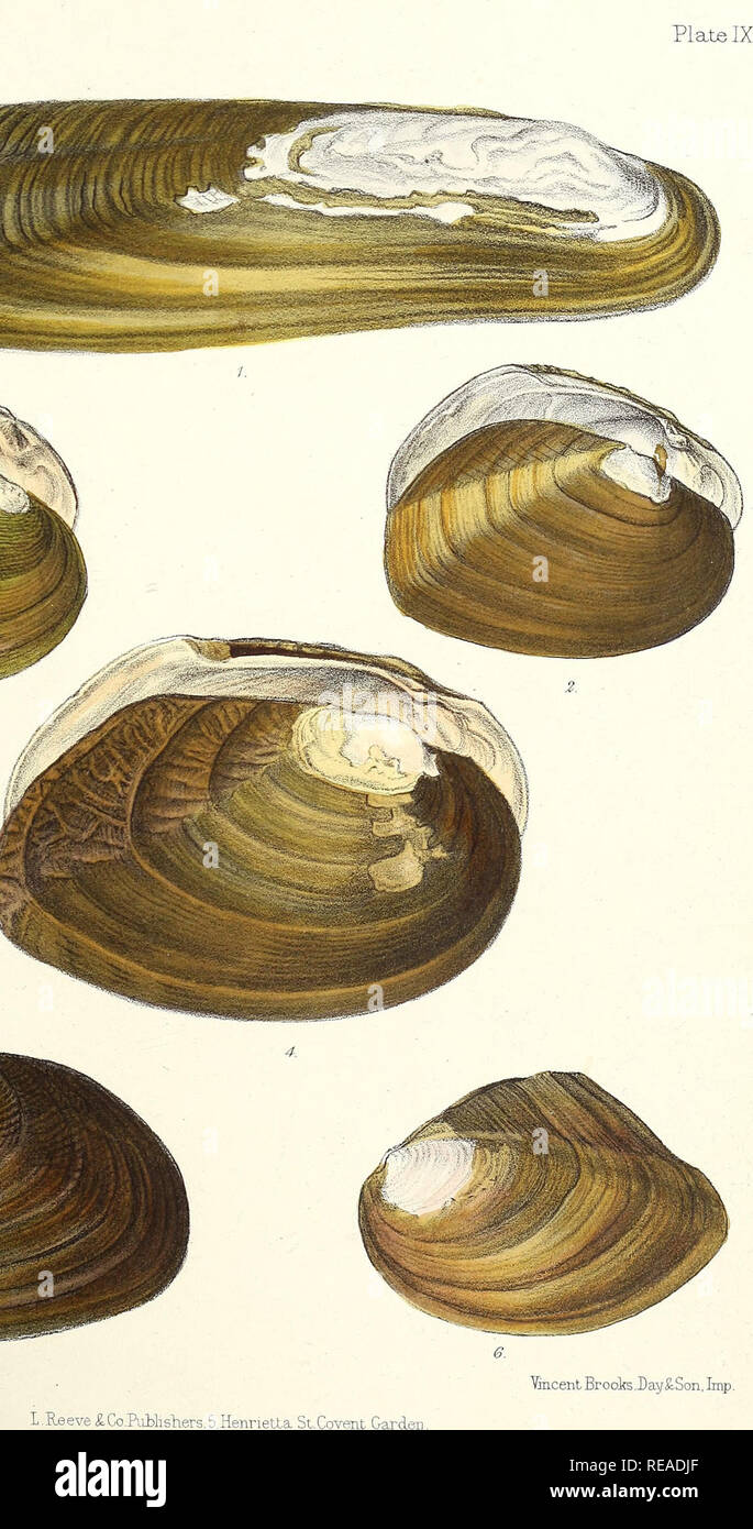 Sylvanus Shell William hanley hi-res stock photography and images - Alamy