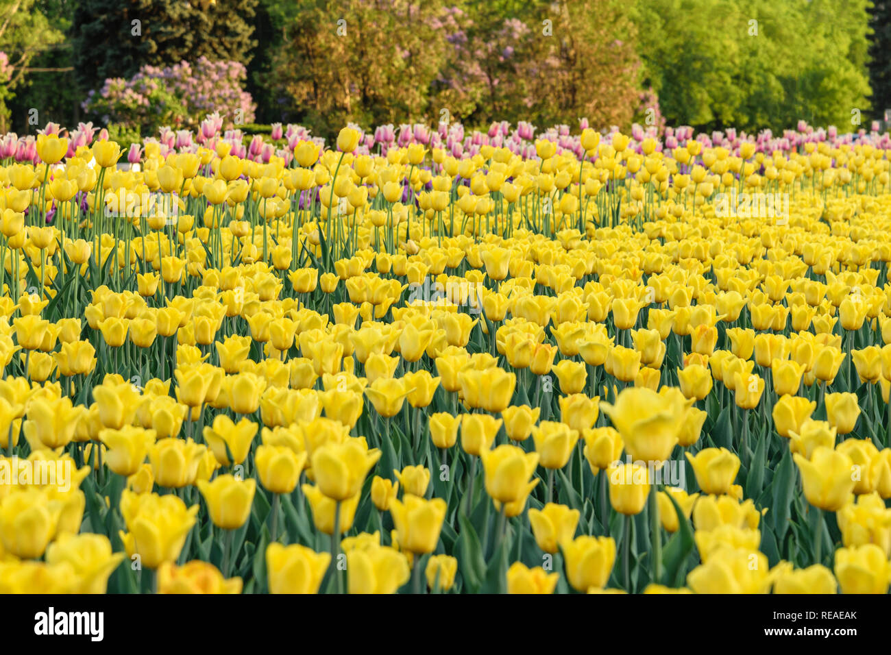 Tulip flower bulb field in the garden, Spring season in Amsterdam Netherlands Stock Photo