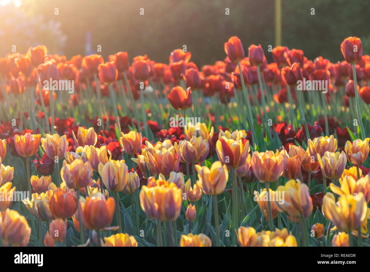 Amsterdam garden hires stock photography and images Alamy