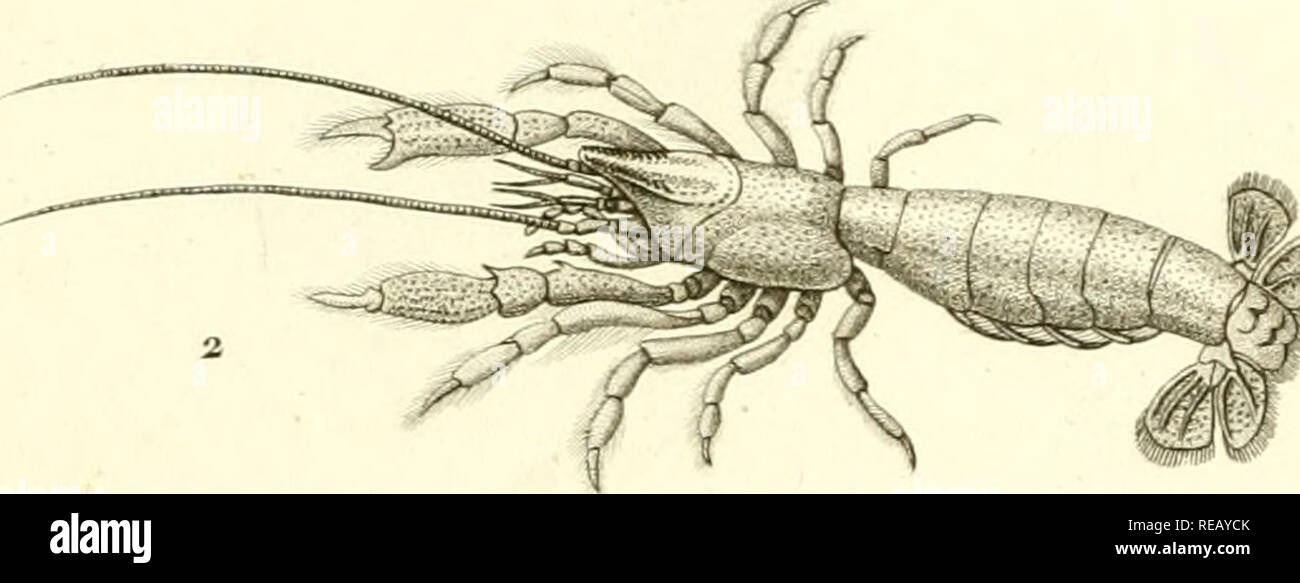 . Considérations générales sur la classe des crustacés : et description des espèces de ces animaux, qui vivent dans la mer, sur les côtes, ou dans les eaux douces de la France. Crustacea; Arachnida; Spiders. 7^^e^t&gt;i^f^ MassarJ j-cu^t Dic:APODES [-Ttalassme scorpumoiir/e^. Macroures . L.b. A?^^ du»^ an/^J^^^''f-x &lt;^ Pie^de/a ^^paù-e... Please note that these images are extracted from scanned page images that may have been digitally enhanced for readability - coloration and appearance of these illustrations may not perfectly resemble the original work.. Desmarest, A. -G (Anselme-Gaëtan),  Stock Photo