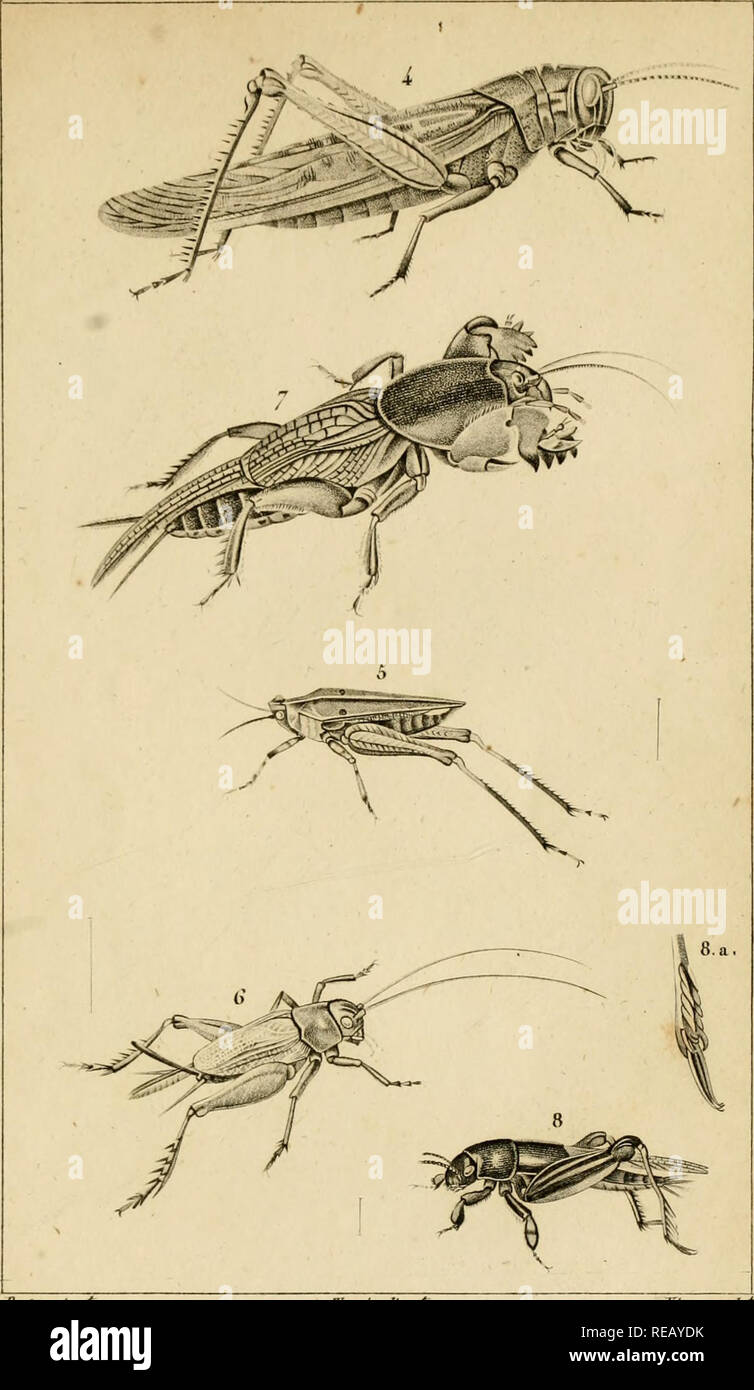 Considerations Generales Sur La Classe Des Insectes Insects Zoologie Entomologii 2a Ortliopteres 4 S Aitte R Ell E Enu Ran E O C R 1 Cnio T Jeu R Pomtr