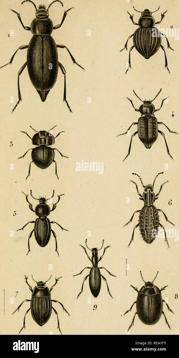 . Considérations générales sur la classe des insectes. Insects. /()()iA)(;iK. KXTOMOL OOIE Coléop(ope!. »II0T()PHYOE 2.1 nneue wn/-^jr//^^. t, , , L- 1 .,., T.Erodie /' '.&gt;.ô.hurvcuore «/i^i?. 1^ „ WrA&gt;r ^rrii^.' /roùr ^oi/i/e,r. 8 . ZopKo se /or/iie . ().TaQ:enie éfran,/A-e .. Please note that these images are extracted from scanned page images that may have been digitally enhanced for readability - coloration and appearance of these illustrations may not perfectly resemble the original work.. Duméril, C. (Constant), 1774-1860; Metcalf Collection (North Carolina State University). NCRS Stock Photo