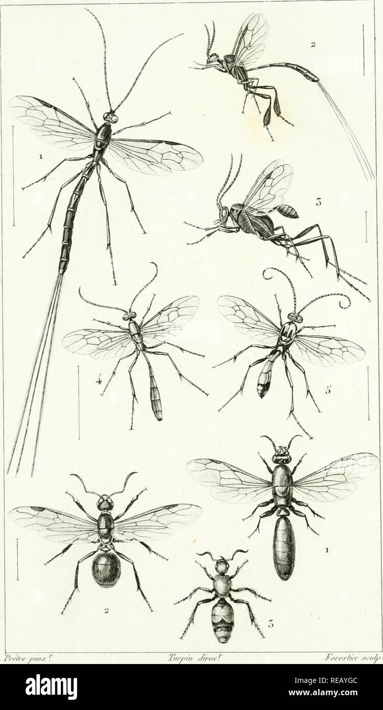 Consida C Rations Ga C Na C Rales Sur La Classe Des Insectes Insects Zooj Ooie Extomolocrje Ja Hyma C Nopta Res J R L R F I Iollik Ililloll Ii I It Gt If I R Ftlmjta Aiu R Il Doi Vk T A Kxtd Morn I F S K Mii F A Consida C Rations Ga C Na C Rales Sur La Classe Des Insectes Insects Zooj Ooie Extomolocrje Ja Hyma C Nopta Res J R L R F I Iollik Ililloll Ii I It Gt If I R Ftlmjta Aiu R Il Doi Vk T A Kxtd Morn I F S K Mii F A