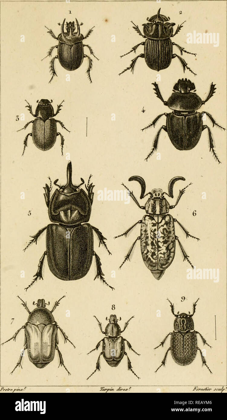 Considerations Generales Sur La Classe Des Insectes Insects Zooi Ogik Entomoijogik Coleopteres Pre Rfiit Uv I Geoirup A Boirsier Lt S Aphodie Owa 11 8 Linchie Nool L Onrte J At Fe Ti