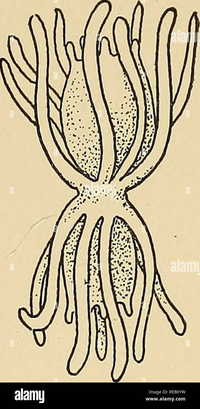 . The dynamics of living matter. Reproduction; Regeneration (Biology ...
