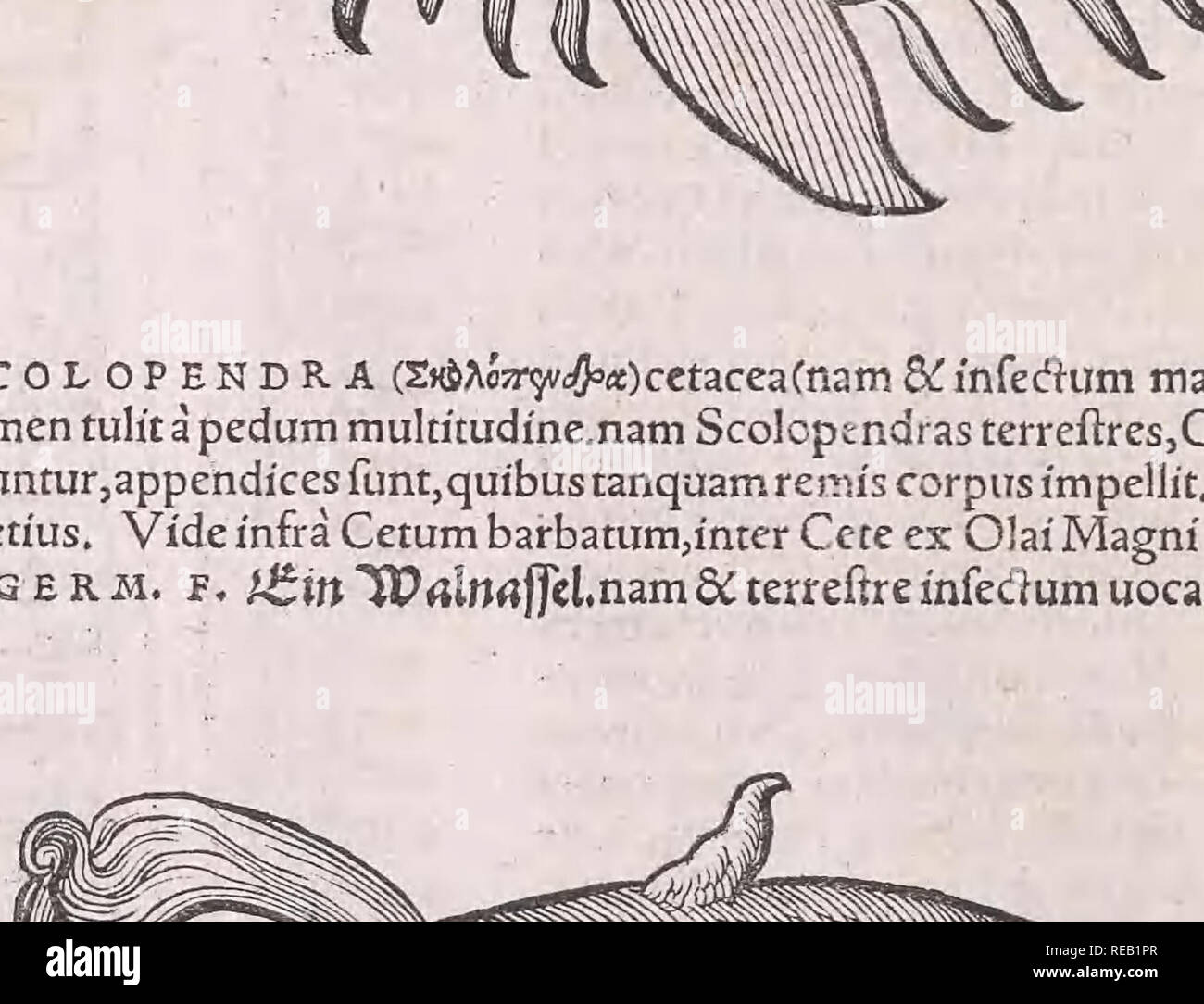 Monstra S High Resolution Stock Photography And Images Alamy