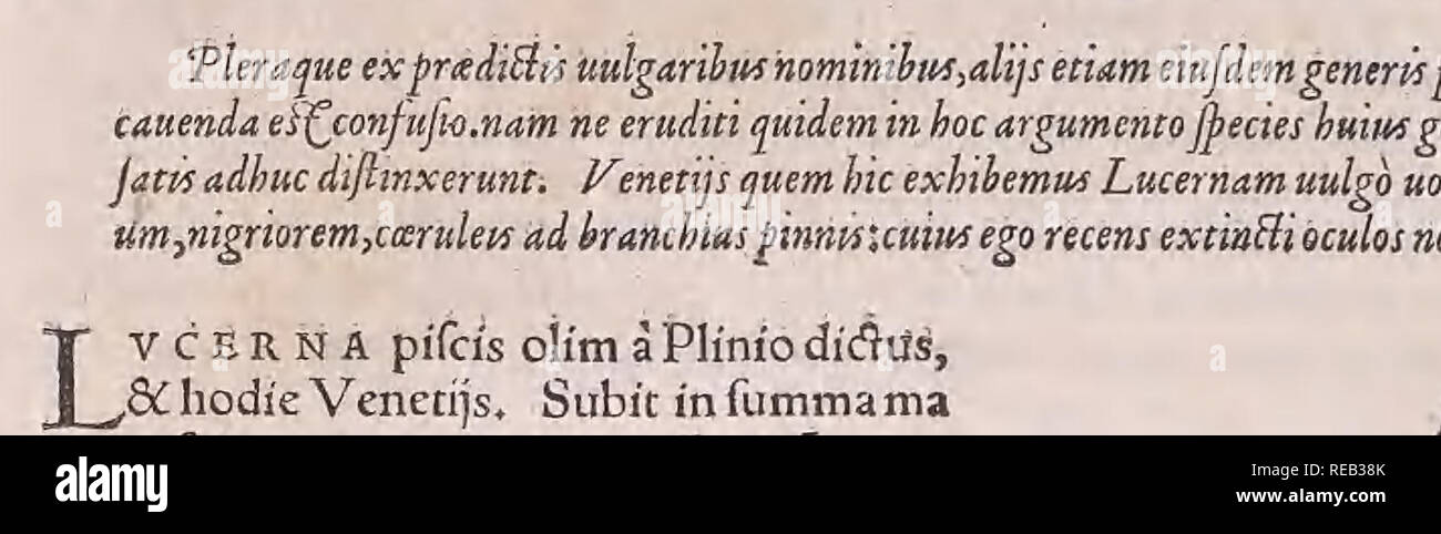 . Conr. Gesneri Tigurini medicinæ et philosophiae professoris in Schola Tigurina, Historiæ animalium liber II : qui est de quadrupedibus ouiparis. Zoology. De Pifcibus Lynform. 55* ANGLI 3Ufcftfd) tiel (5umt uocat;&amp; fimilem huic,fed nigriorem,minorem,3fatd;&gt;et*. V C E R N A feu Miluus Rondeletfj, Pifcfs eft(inquit)corporis forma coruo perfimilis,colc- /e magis rubro,capiteminus Iato,utrinque comprefiorpinnarum numero caudacp fi'milis,ma gnitudine dC colore difsidens.Parti pinnarum quae ad branchias funt externa:, nuliae macula: ru* bra-infunt.-interna ex uiridinonnigricat:fedpfnna:ifta: Stock Photo