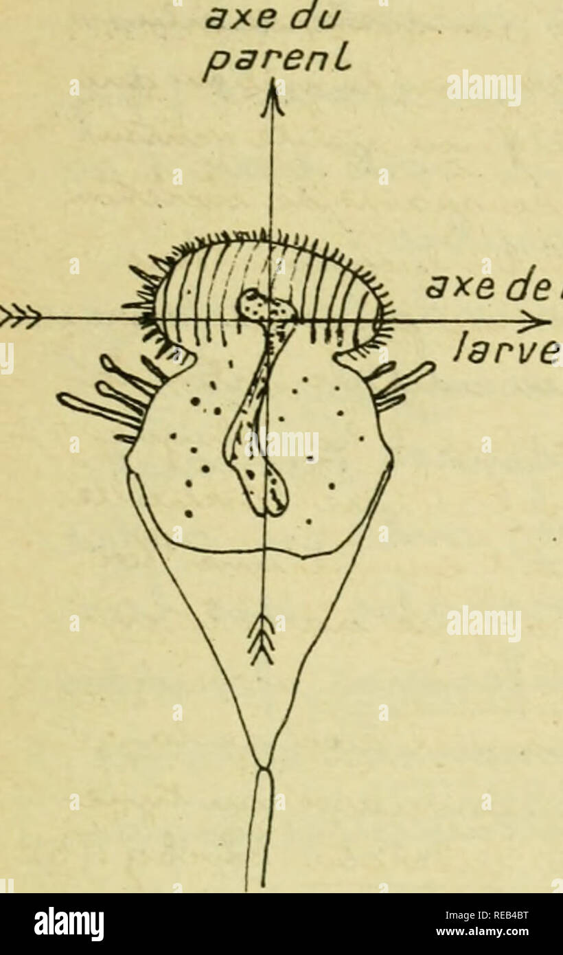 Confnces De Zoologie Faites A Sorbonne Protozoa Am 3xe De La 1 A Z E 4 Viii 3os Xxxv I 2 Cx Gt U A Lt A Y An Tiœ 468 Oiirge Onnettieiit Bxuerne Simp Le C Eparacineta Patula
