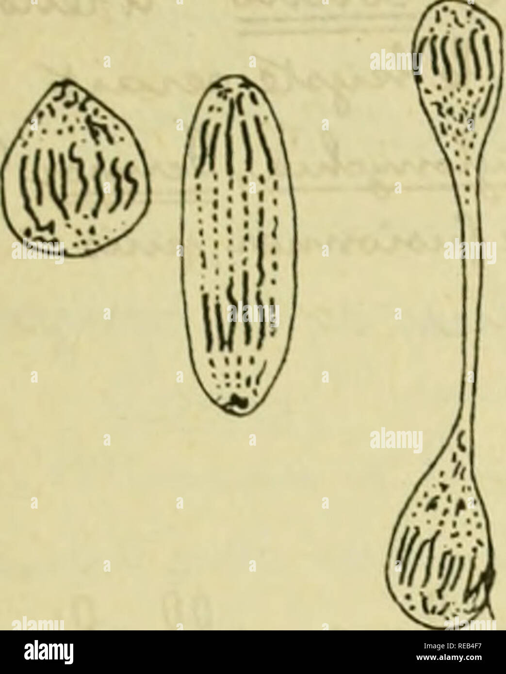 Confnces De Zoologie Faites A Sorbonne Protozoa Ca X Vtxrui O C C Gt T A Caaajz M A V A Tji O Onxz Chil Wwi Gt Vm Ta Ae A Vi Ck Y Xx Fig 3 Mitose Du Y Gt Wi Gt E Wt E Lt 9 W Vu A C Amp I C Gt Yva D O W