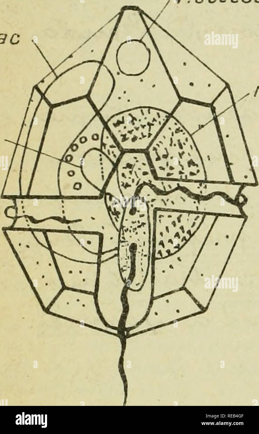 Confnces De Zoologie Faites A Sorbonne Protozoa Lih V Sccessorne Ypoyau C Vu Ovaaajea Oie R A Gry A Jiaaa2ay Y Lru Gt X Amp Yrdl Ma A Y Din Lvu3lai Ili Gt Yvuc Px Lt X Lt Yvve 3 C C4aaxx A Lt Xt5aol E I U N Gt H Uia