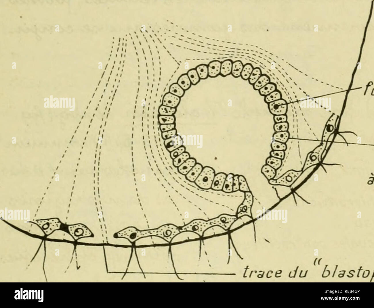 Confnces De Zoologie Faites A Sorbonne Protozoa 52 Futurmacroqsma Te Abourcfeon Sexua C Commena Ant A Se Diffa C Rencier Trace Du B Astophore Fiq 349 Vo Vox Qlo Quot Batop Scha C Ma De La Coupe Axiale D Un Individu Asexua C Imit De C Jaiiet