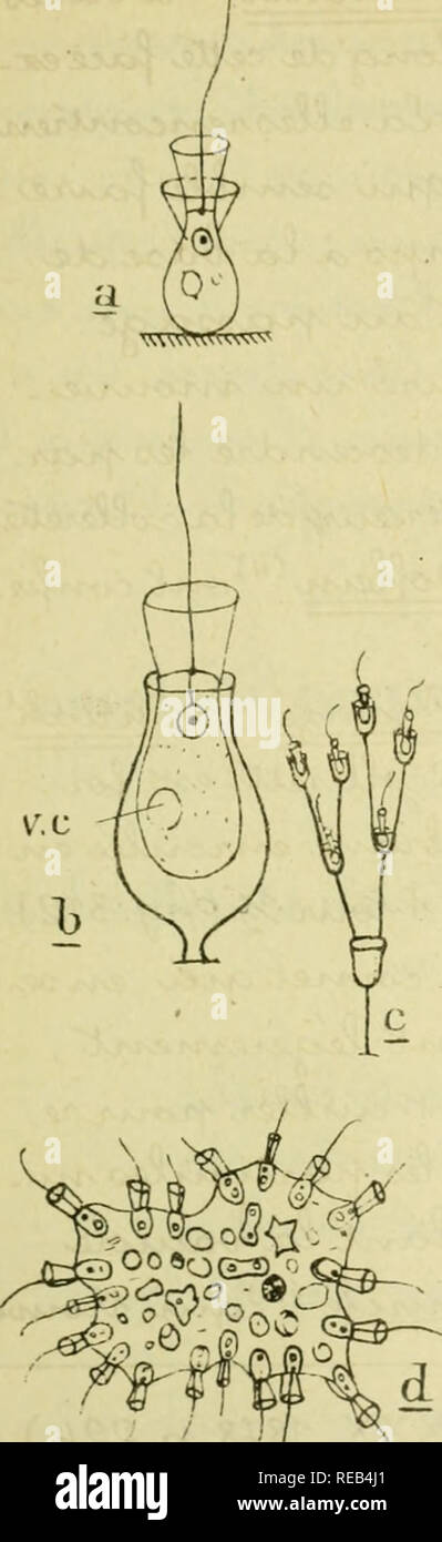 . Confnces de zoologie faites a Sorbonne. Protozoa. Fig.Si^.a.DipIosig-a socialis Fr en z eifdap.Frenzel) L.SalpmjÅca amphonna C1 a rk. (d'ap. Burck) Ã§. Polyoeca dichotoma Kent (d'Ã p.Kent) d.Protospongia Haeckeli Kent (d'ap.Kenl) QAAA&gt;e)LÃ MJL&gt; cjAJuciXAyvxjeAAyO^ 'VHx&lt;n-utcMA/t' 'UA/ycyiAJ et&quot; -^ oU ccvt/i/ke^cHxav c?Le, -C/y/0^c,'oXrdh e/y/xpdto^AXAji/:&gt; yuxa, /3 '^//yJl'ZyUiAÂ£/ly , CXM^'jS/S CCOtMA^- /Txi^ucu:. 'x&gt;eJt &lt;2o^ -Ce- oc/voAja. : (1 ) f}! 6 V 0 Ã, o-eHA^. ^ (tTi (X, en/^4Xe/wc^, : S^CÃ©A/vij : K (0 S 0) V . ,,-cAAy&lt;J^ â¢ ). Please note that these Stock Photo