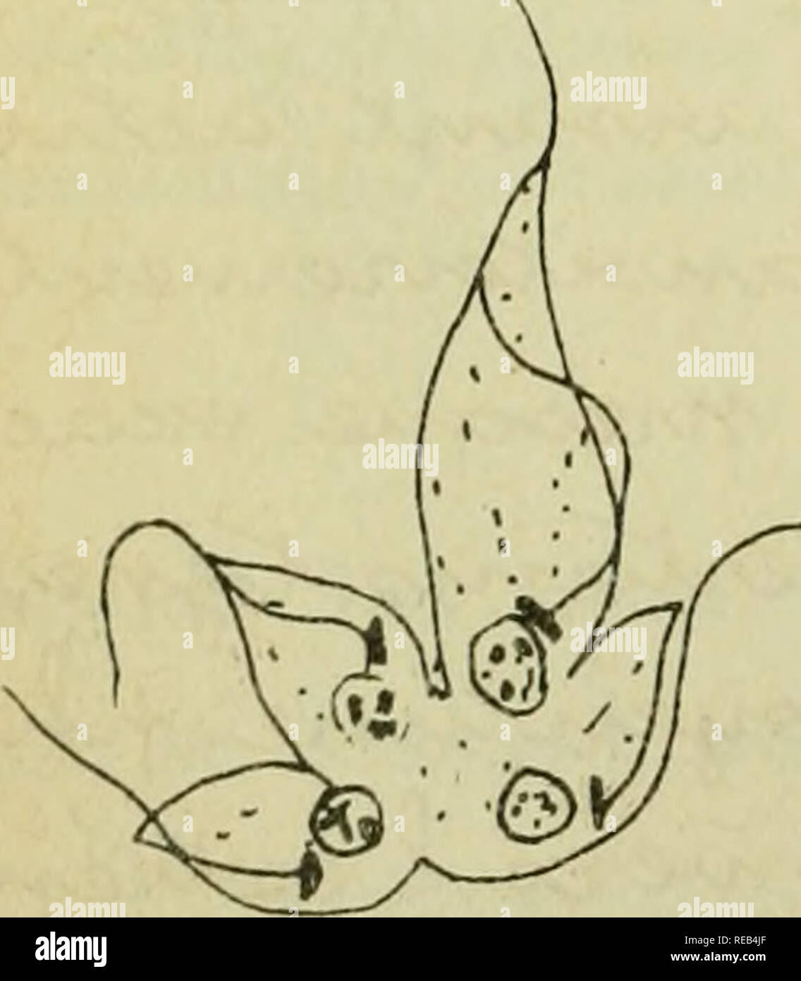 Confnces De Zoologie Faites A Sorbonne Protozoa Y Emu Lt Uxajck J Jlaayyka O Aiiy I Fia S J Jc U M O X Amp Ajiajiyxji Yci Y3 Caji Y J U Amp Uxn H C I Uz Cjoifi Fig 298 Trjpailo Lewisi Ken Isoma Division En Rosace Please Note