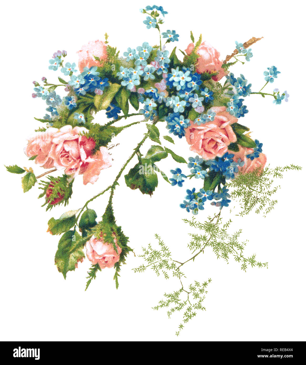 Forget Me Not Flower Stock Illustrations – 4,121 Forget Me Not