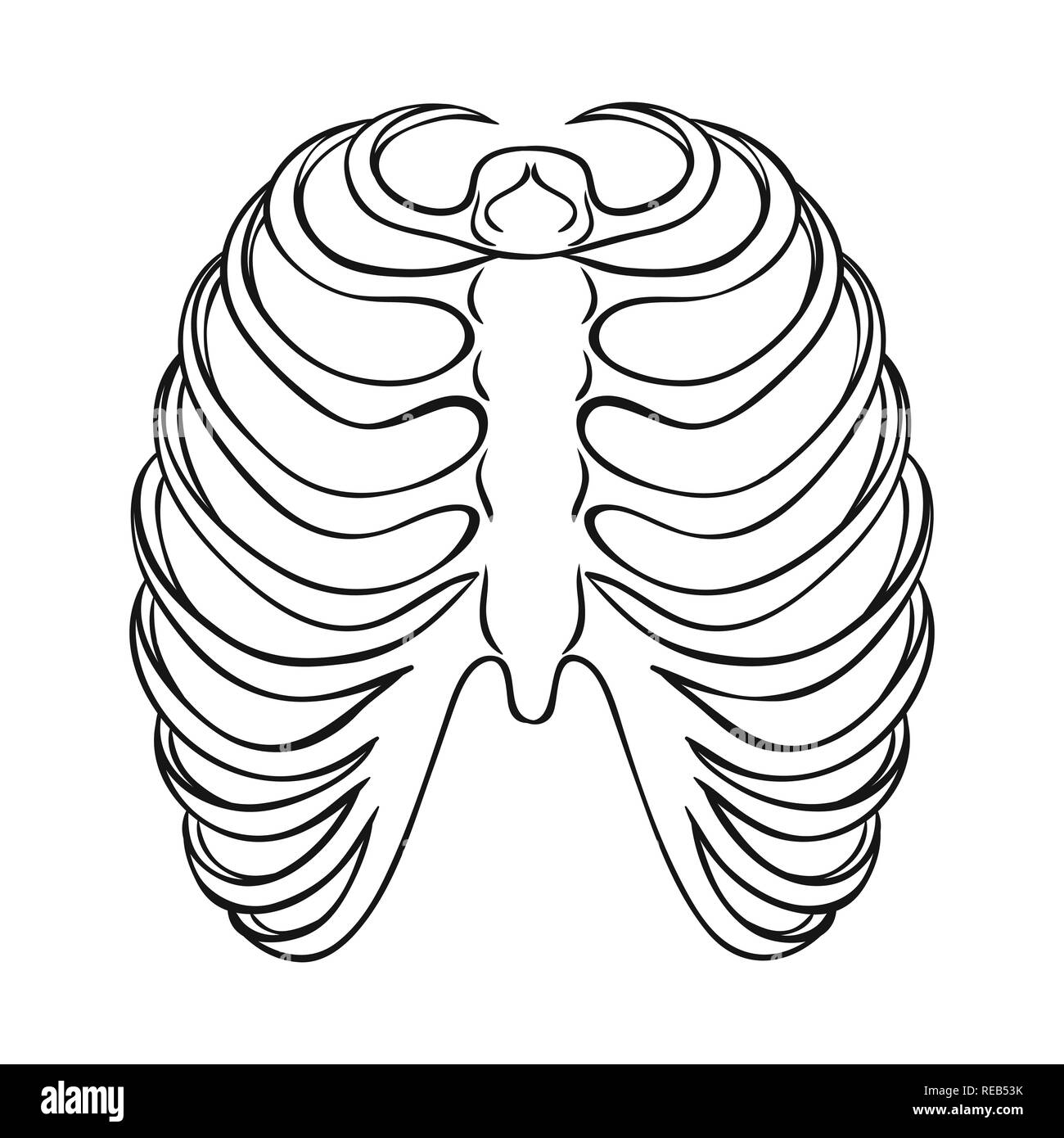 rib,cage,xray,body,spine,sternum,breastbone,calcium,surgery,bone ...