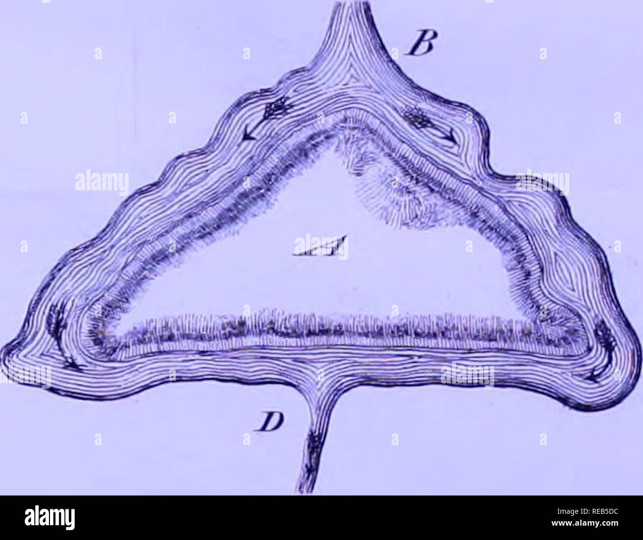 CongrÃ¨s Scientifiques de France. A. Trou ou bassin irrÃ©gulier oii les  ossemens se trouvent dÃ©posÃ©s , mÃªlÃ©s Ã des sables, des sablons, des  argiles, des caillouÃ¯, de la craie, etc. AA.