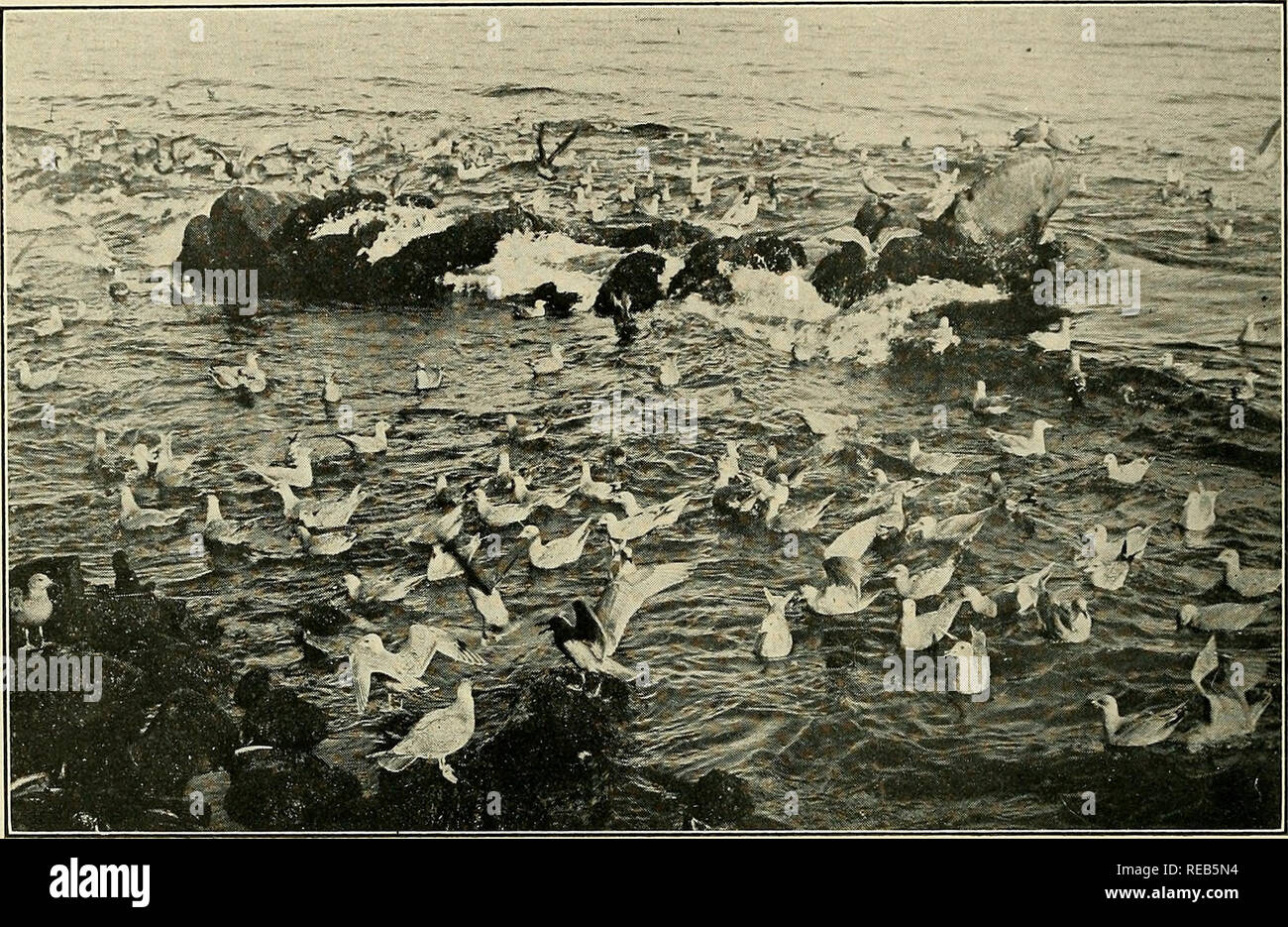 . The condor. Birds; Birds; Birds. 92 THE CONDOR Vol. IX the picture belong to these species. At that particular time (December, 1903) sea- birds were unusually numerous in Monterey Bay, owing to the presence of schools of herrings. Stanford University, California.. GULLS FEEDING ON GARBAGE NEAR MONTEREY; 184 BIRDS IN THE PICTURE NOTES FROM THE PHITIPPINES By JOSEPH CLEMENS NOTING the Editor's request for articles, I concluded to send a word. Have had just a little time for collecting, but have taken about 80 species and wish to speak of one—the monkey-eating forest eagle, which Mr. W. R. Ogil Stock Photo