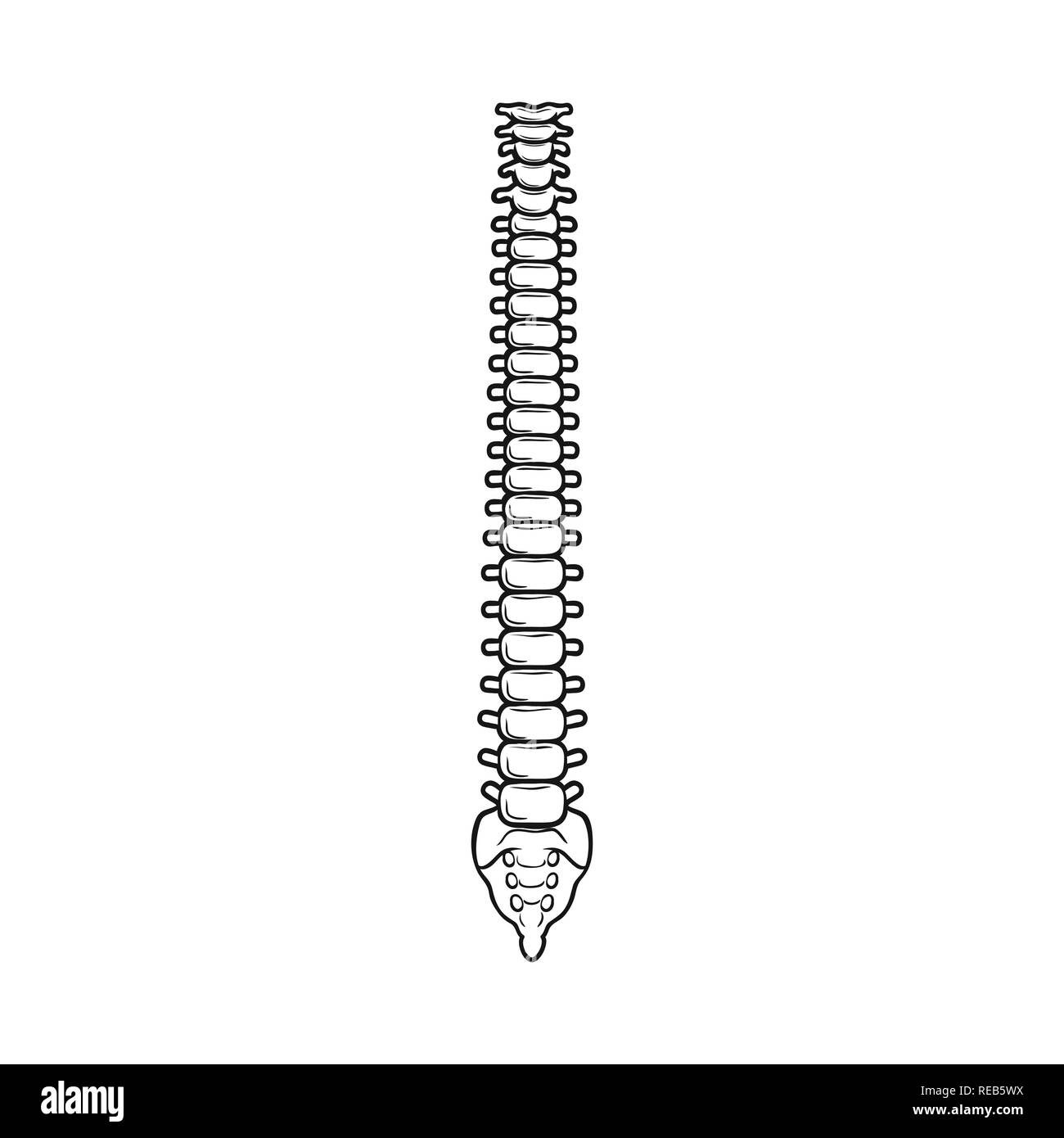 Spine bones anatomy sketch backbone Royalty Free Vector