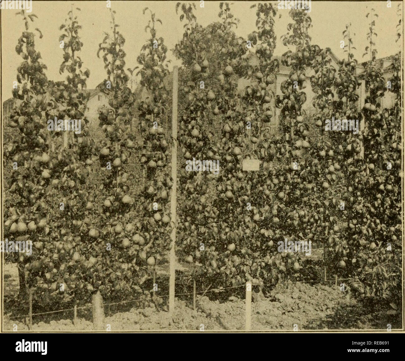 . Dwarf fruit trees;. Fruit. SPECIAL FORMS FOR TRAINED TREES 43 the ...