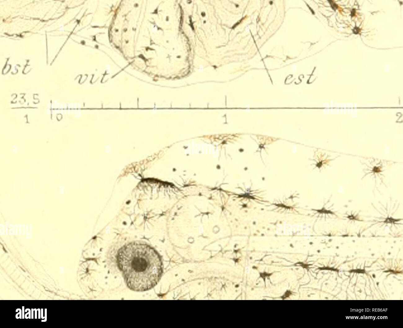 . Développement de la sole (Solea vulgaris) : introduction à l'étude de la pisciculture marine. Fishes; Fish culture. 't,5 /}y7./ ^&quot;&quot;&quot; û^%;^§' ^^ G- ?:. ^^&quot;^&quot;r-^- -^•* /yi'. ^r^ Gr 25.3 j [ I lit limll 6 '6,2 ,-1 V/l- &quot;if. /jyj. rdnvcj hst ust. Please note that these images are extracted from scanned page images that may have been digitally enhanced for readability - coloration and appearance of these illustrations may not perfectly resemble the original work.. Fabre-Domergue, Paul Louis Marie, 1861-; Biétrix, Eugène. Paris : Vuibert et Nony Stock Photo