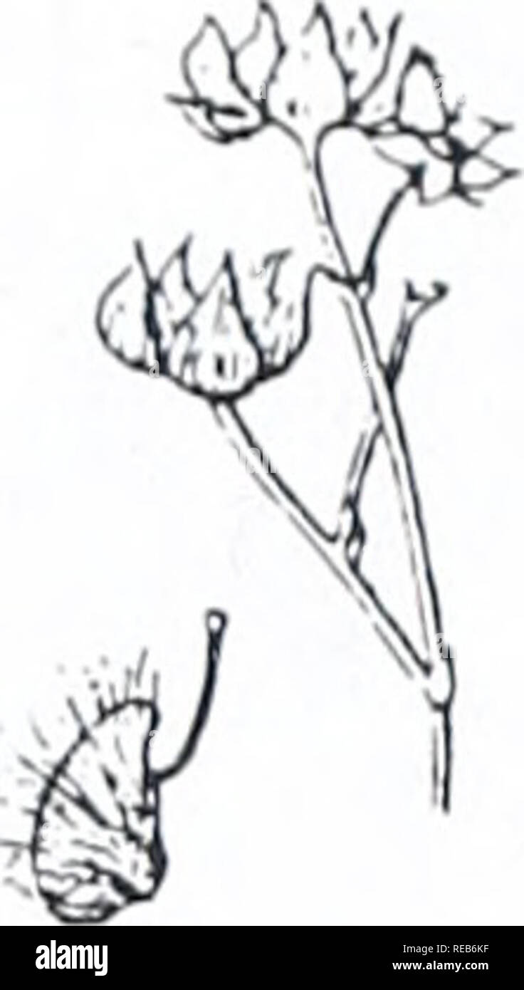 Part Ii More Fruit Of Poisonous Tree >> Concord Area Trees And Shrubs Botany Trees Shrubs Shrubs Part Ii More Fruit Of Poisonous Tree >> Concord Area Trees And Shrubs Botany Trees Shrubs Shrubs