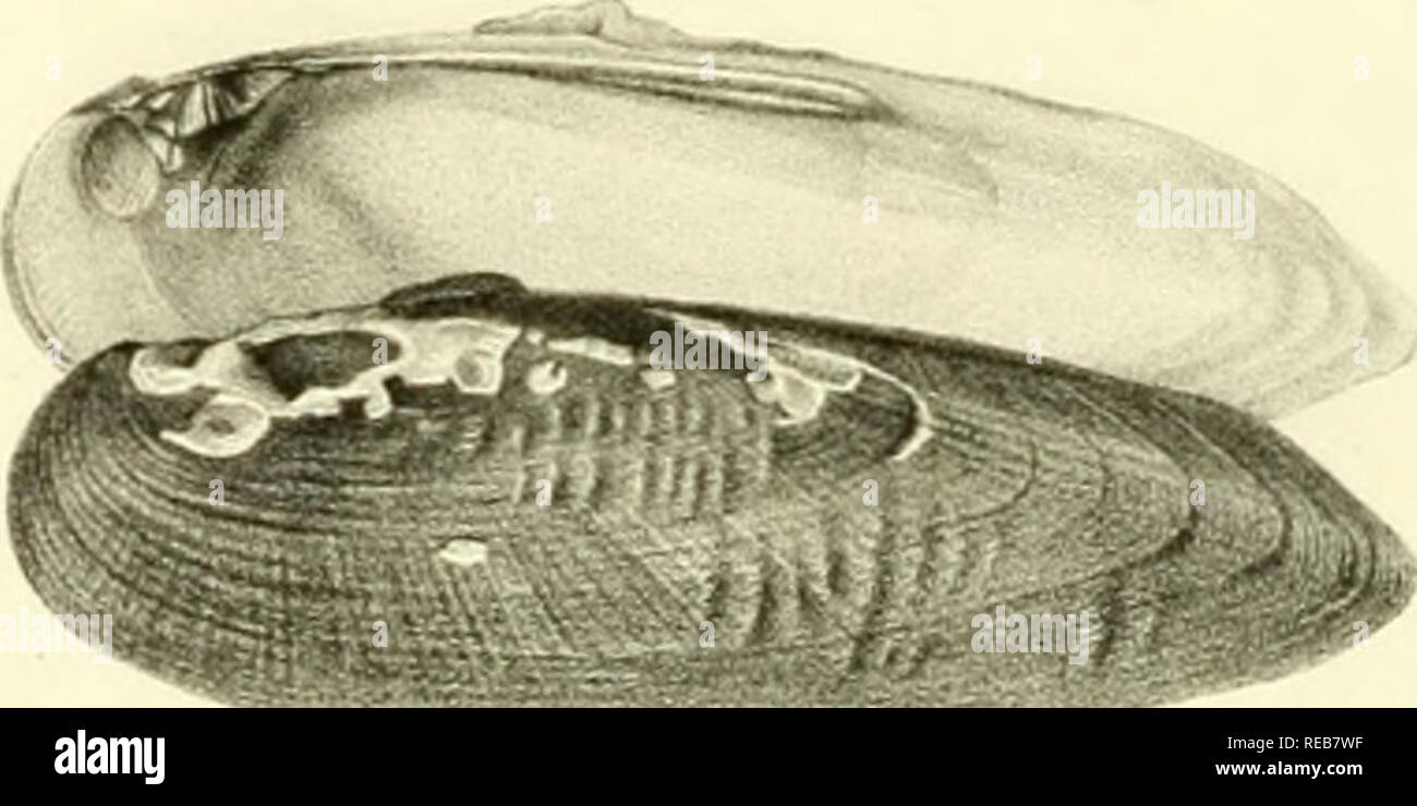 . Conchyliologie fluviatile de la province de Nanking. Mollusks