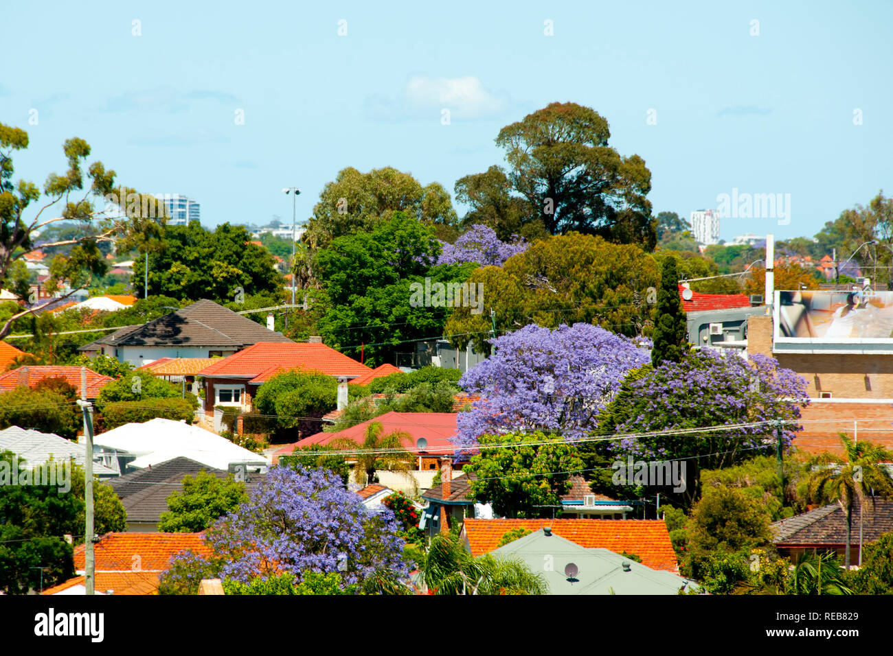 Jacaranda Trees Blooms - Perth - Australia Stock Photo