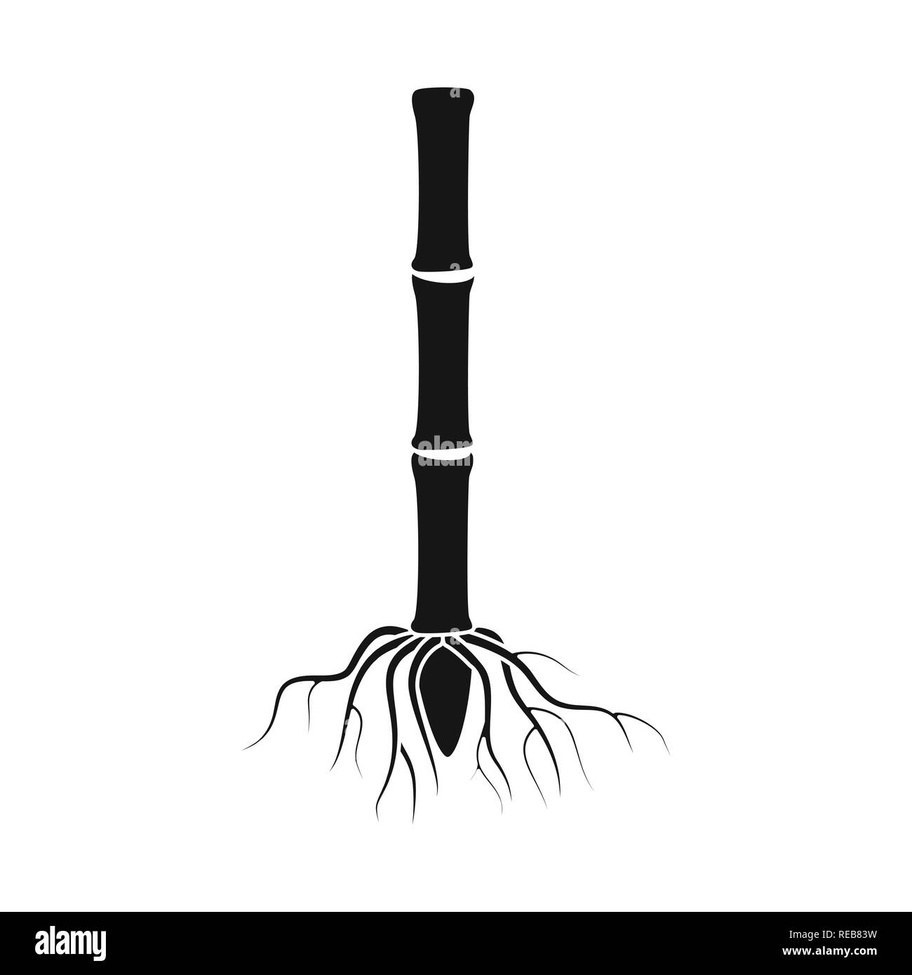 root,system,stem,sprout,underground,eco,process,development,basis,organic,sugarcane,cane,sugar,field,plant,plantation,farm,agriculture,sucrose,technology,set,vector,icon,illustration,isolated,collection,design,element,graphic,sign,black,simple, Vector Vectors , Stock Vector
