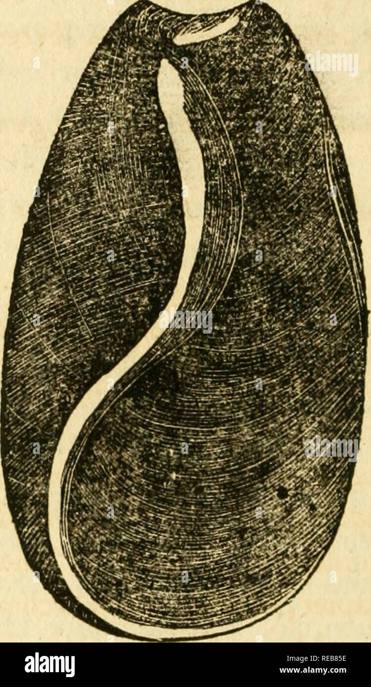 . Conchyliologie systématique, et classification méthodique des coquilles ... Mollusks. 334 C O Q U I L L F S LXXXIV. GENRE.. SCAPHANDRE j en laliu, Scaphander. J. Please note that these images are extracted from scanned page images that may have been digitally enhanced for readability - coloration and appearance of these illustrations may not perfectly resemble the original work.. Denys de Montfort, Pierre, b. ca. 1768. Paris : F. Schoell Stock Photo