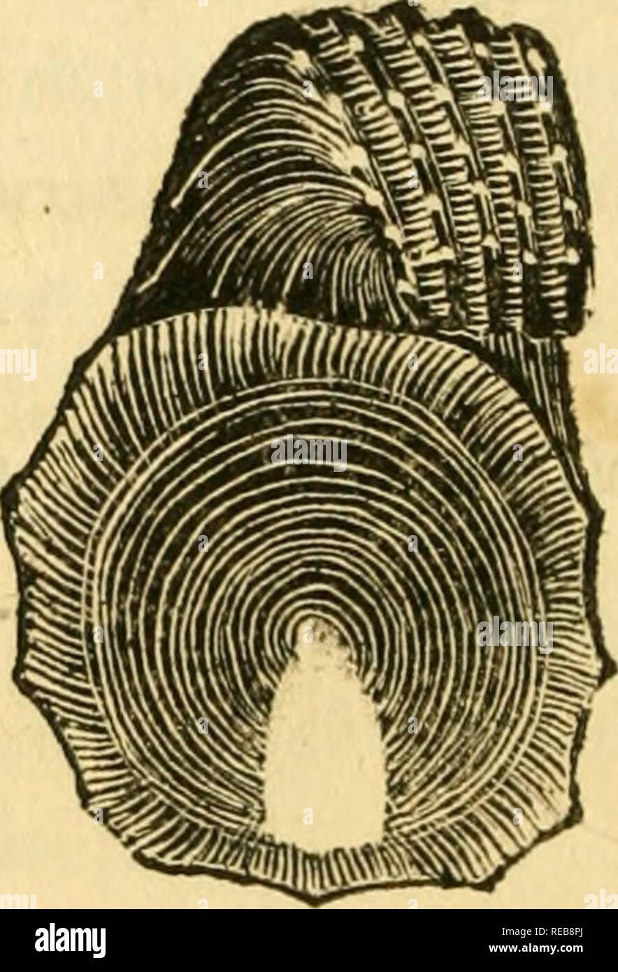 Conchyliologie systématique, et classification méthodique des coquilles ...  Mollusks. 126 C O (> t I L L E S XXXIK GENRE.. UPPISTE J on latin,  Lippistes.. Please note that these images
