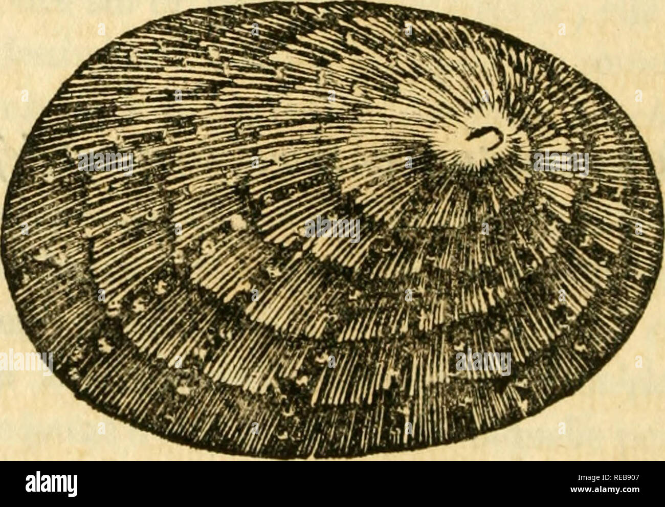 . Conchyliologie systÃ©matique, et classification mÃ©thodique des coquilles ... Mollusks. 65 COQUU.LES â taoaesaiaaKa XVIP. GENRE.. PATELLE ; en latin, Patellus. ILsss. Please note that these images are extracted from scanned page images that may have been digitally enhanced for readability - coloration and appearance of these illustrations may not perfectly resemble the original work.. Denys de Montfort, Pierre, b. ca. 1768. Paris : F. Schoell Stock Photo