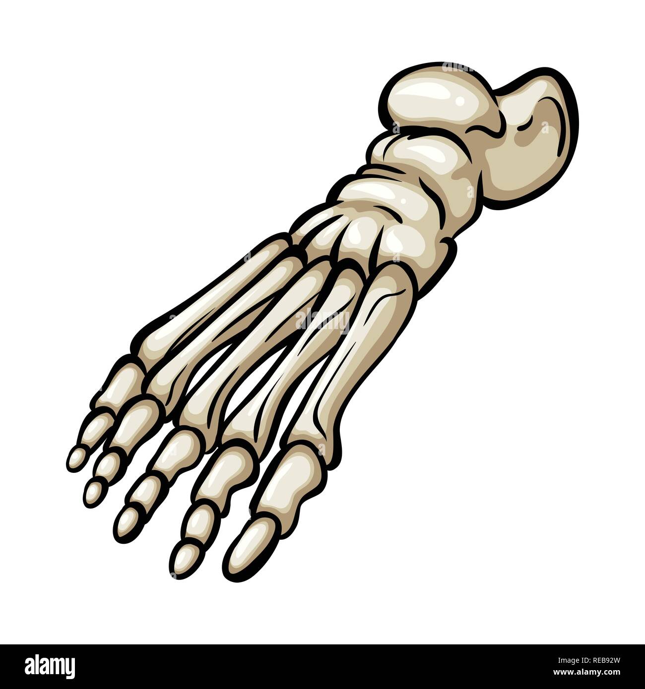 foot,ankle,healthy,podiatry,forefoot,finger,flatfoot,movement,injury