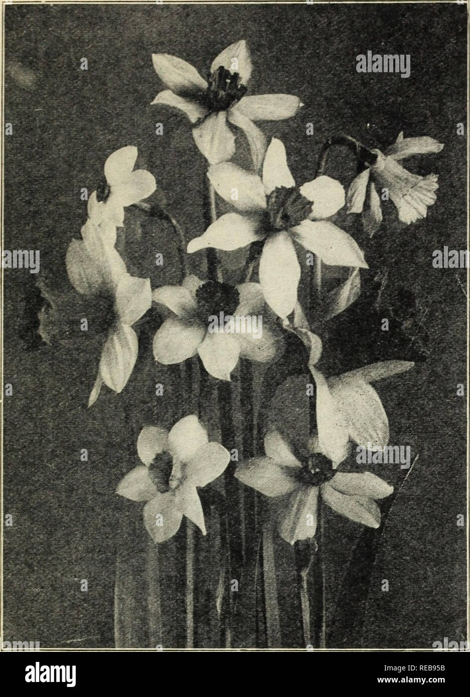 . Dutch bulbs for spring blooming. Seeds Catalogs; Flowers Seeds Catalogs; Bulbs (Plants) Seeds Catalogs; Nurseries (Horticulture) Catalogs. Florists' Price List — Fall 1928 — The W. W. Barnard Co., 3942 S. Federal St., Chicago ! 3. Narcissi or Daffodils NOTE—The Government prohibits the importation of Narcissi bulbs for sale. Our stock has been grown in America under highly favorable conditions and should prove equal to imported stock. Conspicuous. Barrii. Doz., $1.25; 100, $8.50; 1,000, $80.00 Large, soft yellow perianth with short cup, edged orange scarlet. Empress. Ajax-Bicolor. Double nos Stock Photo