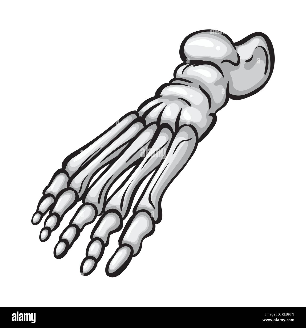 foot,ankle,healthy,podiatry,forefoot,finger,flatfoot,movement,injury,barefoot,bone,skeleton