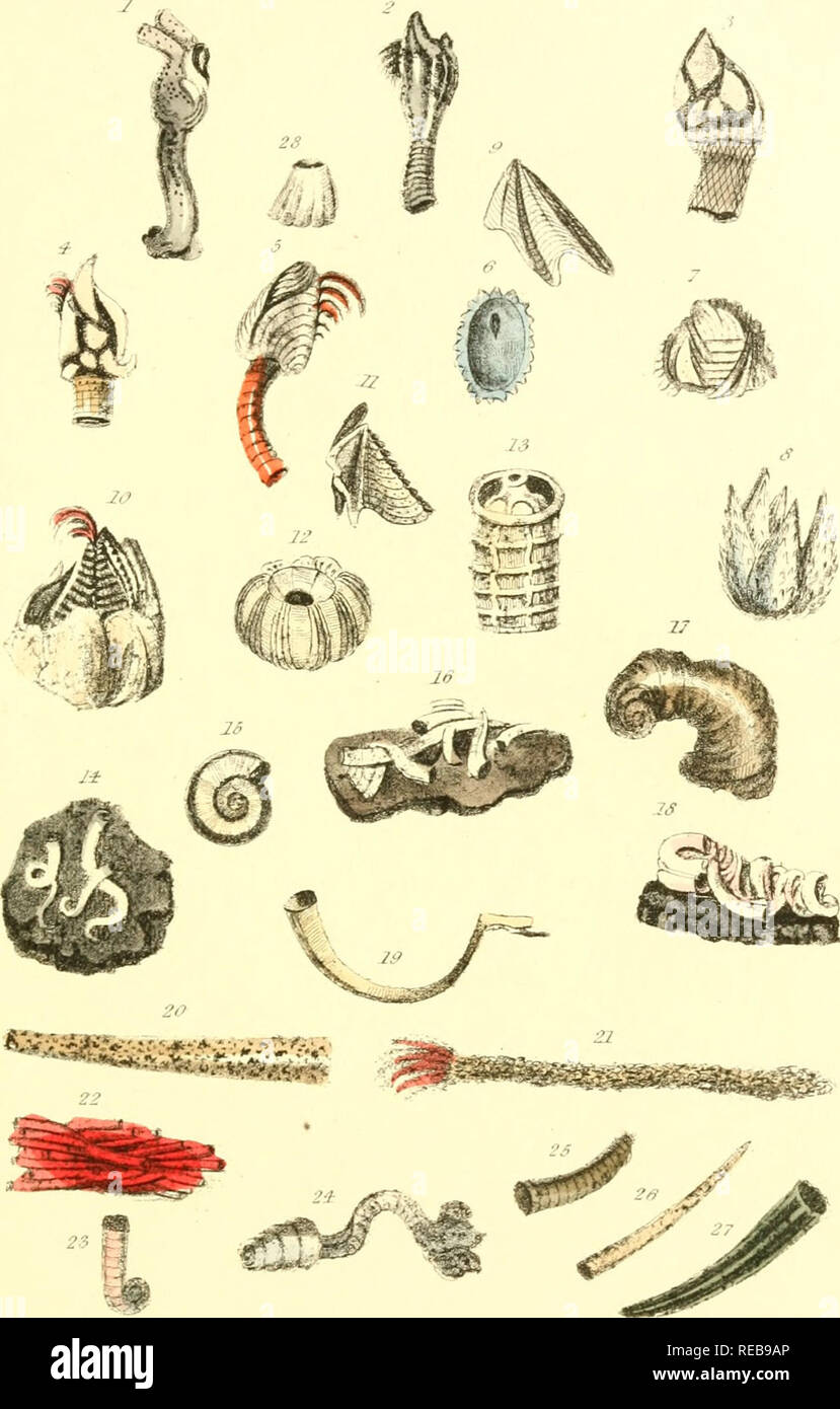 . The conchologist's text-book : embracing the arrangements of Lamarck and Linnæus, with a glossary of technical terms : to which is added a brief account of the Mollusca. Mollusks; Shells. XfX. I BlainviUe's Otion. 2 Eared Cineras. :i Coniuaypia PoUkipes. 4 Common ScaJpellum. n Smooth Anatifa. (&gt; Crenated Pyrgoma. 7 Warttd Cremia. 8 Montagus Acasta. 9 Operculum of Do. 10 White Balaniis. 11 Operculum of Do. 12 Crown Coronula. 13 Whale Tuhicinella. 14 Vermicular Serpula. ir&gt; Xautilus-shaped Spirorhis. 16 Recumhent Galeolaria. 17 Antiquated Magilus. 18 Triangular Veimilia. 19 Fan Amphitrit Stock Photo