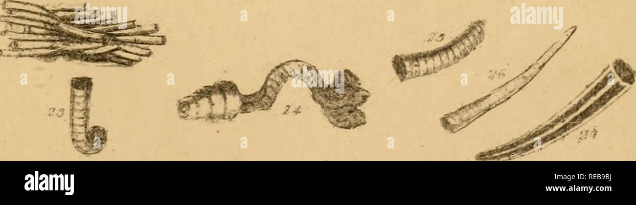 . The conchologist's text-book : embracing the arrangements of Lamarck and Linnaeus with a glossary of technical terms, to which is added a brief account of the mollusca. Shells; Mollusks. ^^^^Â«^' â '^^^^^^'^is^^^e^^^j^^^. 1 Blainville's Otion. â /, Kared Cineras. 3 Cornucopia Pollicipes. 4 Common Scalpellum. 5 Smooth Anatifa. 6 Crenated Pyrgoma. 7 Warted Creusia. 8 Moraagus Acasta 9 Operculum of Do. 10 White Balanus. 11 Operculum of Do. 12 CroM:Â« Coronula. 13 TFAafe Tubicinella. 14 Vermicular Serpula 15 Nautilus-shaped Spirorbis. 16 Recumbent Galeolaria. 17 Antiquated Magilus. IS Triangular Stock Photo