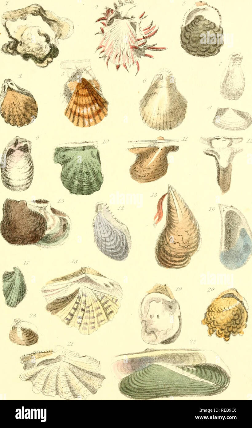 . The conchologist's text-book : embracing the arrangements of Lamarck and Linnæus, with a glossary of technical terms : to which is added a brief account of the Mollusca. Mollusks; Shells. ,w. I Angulated Gryphcea. 2 Long-spined Spondylus. 3 Edible Ostrea 4 Branched Plicatula. b Speckled Pecten. &amp; Thorny Plagiostoma. 1 Glassy Lima. S Tvr- ton's Galeamma. 9 Spondylus-shaped Pedum. 10 Pearl-bearing Meleagrina. II English Avicula 12. White Malleus. 13 Saddle Perna. 14 Muscle-shaped Crenatula. b Huge Pinna. 16 Edible Myfiltis. 17 Discordant Modiola, 18 Spotted Hippopus. 19 0?'a? Etheria. 20  Stock Photo