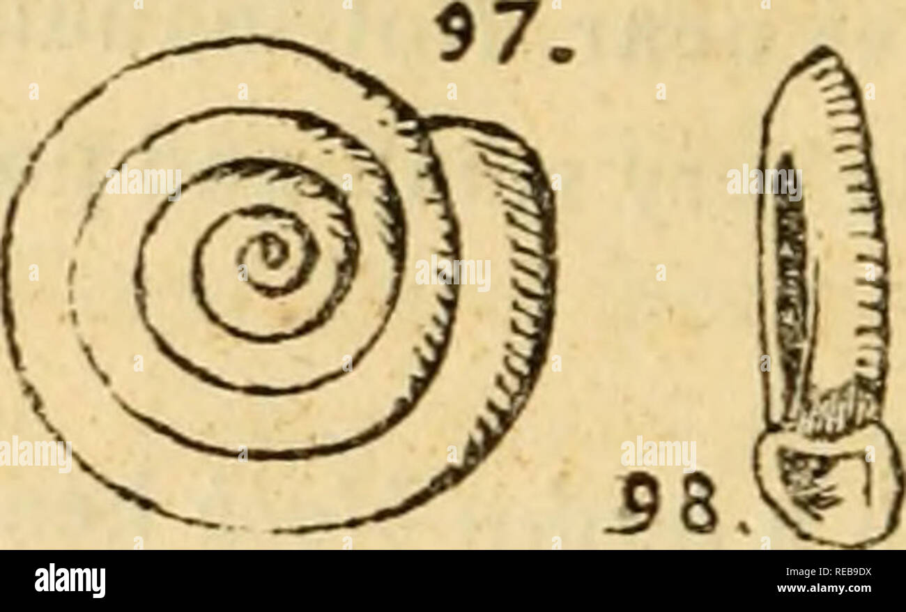 . The conchology of Nottingham; or, A popular history of the recent land and fresh water Mollusca found in the neighborhood;. Mollusks. 134 Planorbis spirorbis [The Rolled Coil Shell}. Miiller. Figures 97 and 98.. Described by Dr. Pulteney, about 1790, in his Cata- logue of Dorsetshire Shells. Bears a strong resemblance to Planorbis vortex, so much so that much confusion occurs when the distinc- tive differences are not known. The two discs are con- cave, semi-transparent, but often coated with a black incrustation. Body whorl not much larger than the preceding one. There are six convolutions. Stock Photo