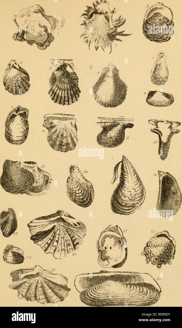 . The conchologist's text-book : embracing the arrangements of Lamarck and Linnaeus with a glossary of technical terms, to which is added a brief account of the mollusca. Shells; Mollusks. x^. I Angulated Grypho'a. 2 Long-spined Spondylus. .. jiu.i/tt Ostrea. 4 Branched Piicatukt. 5 Speckled Pectm. 6 Thorny Plagiostoma. 7 Glassy Lima. 8 Tur- ton's Gakomma. 9 Spondylus-shaped Pedum. 10 Pearl-bearing Meleagrina. II J^ng-ZwA ^mcM/a 12 White Malleus. 13 ^faddfe /&gt;erM.a. 14 Muscle-shaped Crenatula. 15 ^uire Pinna. 16 ^didfe MytUus. 17 Discordant Modiola. 18 Spotted Hippopus. 19 Ot&gt;a^ Etheria Stock Photo