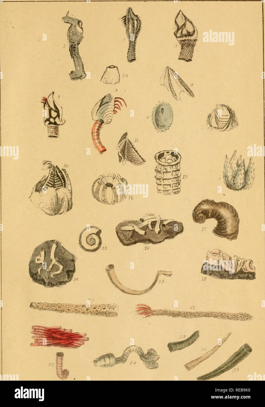 . The conchologist's text-book. Embracing the arrangements of Lamarck and Linnæus, with a glossary of technical terms. To which is added a brief account of the mollusca. Mollusks; Shells. XIX. 1 Blainville's Otion. i Eared Cineras. 3 Cornucopia PolUdpes. 4 Common Scalpellum. 5 Smooth Anatifa. 6 Crenaied Pyrgoma. 7 Warted Crensia. 8 Montagus Acasta 9 Operculum of Do. 10 White Balanm. 11 Opercidum of Do. 12 Crown Coronula. 13 TFAa?€ Tubicinella. 14 Fen7?zcw?ar Serpula 15 Nautilm-sluxped Spirorbis. 16 Recumbent Galeolaria. 17 Antiquated Magilus. 18 Triangular Vermilia. 19 i^an Amphitrite. 20 ^e/g Stock Photo