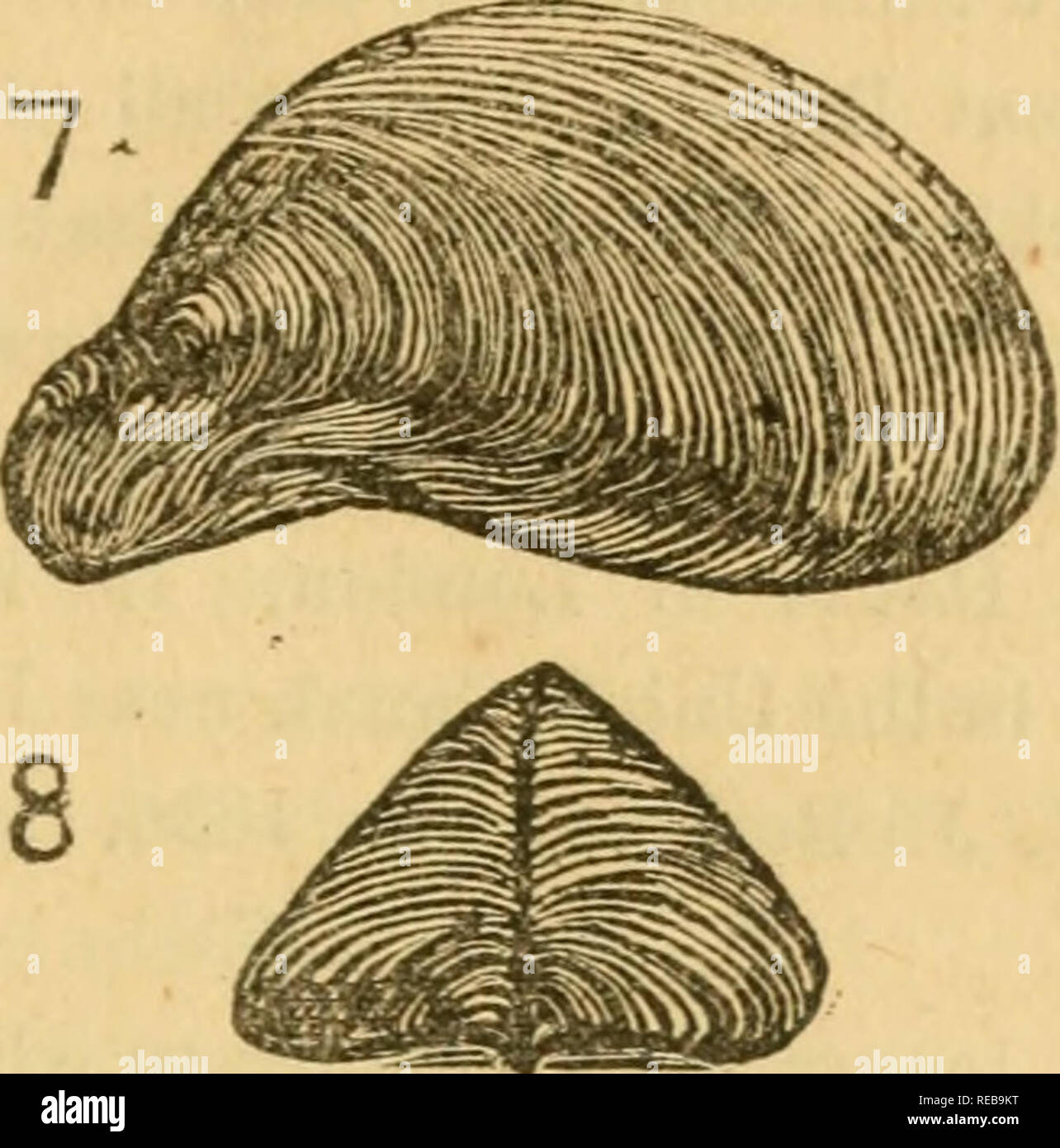. The conchology of Nottingham; or, A popular history of the recent land and fresh water Mollusca found in the neighborhood;. Mollusks. 17 Dreissena polimorpha (The Zebra Dreissenai). Pallas. Figures 7 and 8.. The form of this shell bears a striking resemblance io ihe common sea-mussel; its shape, however, varies considerably in the length and breadth, some specimens being much shorter and more ventricose than others. It also never attains the size of our marine species (Mytilus edulis). The colour of the shell is a greenish- brown, with chocolate zigzag markings (somewhat like the striping of Stock Photo