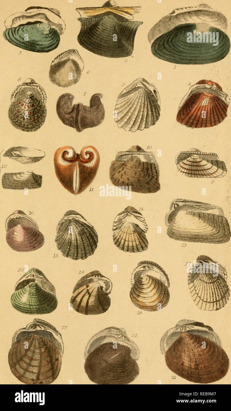 . The conchologist's text-book. Embracing the arrangements of Lamarck and Linnæus, with a glossary of technical terms. To which is added a brief account of the mollusca. Mollusks; Shells. XVI. .1 Swan Anadonta, 2 Littk Bird Hyna. 3 Painters' Unio. 4 Ambiguous Cas- talia. 5 Toothed Trigonia. 6 Pearly NucuUt 7 Ram-horned Diceras. 8 I)eli- cious Pectunculus. 9 Noah's Area. 10 Eared CucuUcea. 11 Heart Isocardia. 12 Striated Hiatella. 13 (?MVKea Cypricardia. 14 £c?z6/e Cardium. 15 /&quot;wr- rowerf Carrfrta. 16 iZec^ Zcwcea. 17 ImhHcated Venericardia. 18 Cosma Fe«M5 19 Hen Ortygia. '20 Rayed Galath Stock Photo