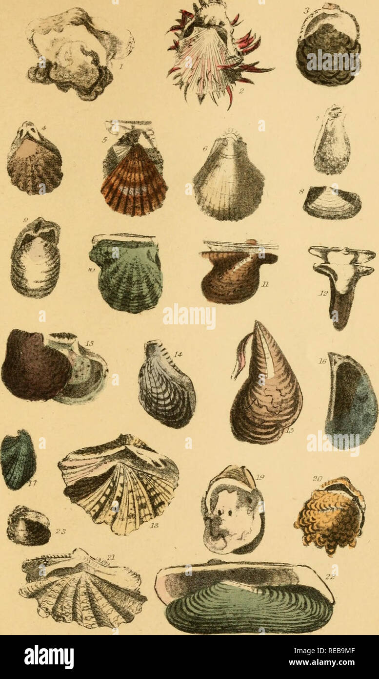 . The conchologist's text-book. Embracing the arrangements of Lamarck and Linnæus, with a glossary of technical terms. To which is added a brief account of the mollusca. Mollusks; Shells. XV. I Angulated Gryphcea. 2 Long-tpined Spondyltis. 3 Edible Ostrea 4 Plicatula. 5 Speckled Pecten. 6 TJiorny Plagiostoma. 7 G^toMj/ Ziwa. 8 Tur- ton's Oai«omma. 9 Spondylw-shaped Pedum. 10 Pearl-bearing Meleagrina. II ^ngr^MA ^vicwto 12 FTitte Malleut. 13 inna. 16 Edible MytUus. 17 Discordant Modiola. 18 ^po««d Hippopus. 19 Ovai Btheria. 20 Lazarus Chama. 21 (?ian6itju« Pisidium.. Please note that these imag Stock Photo