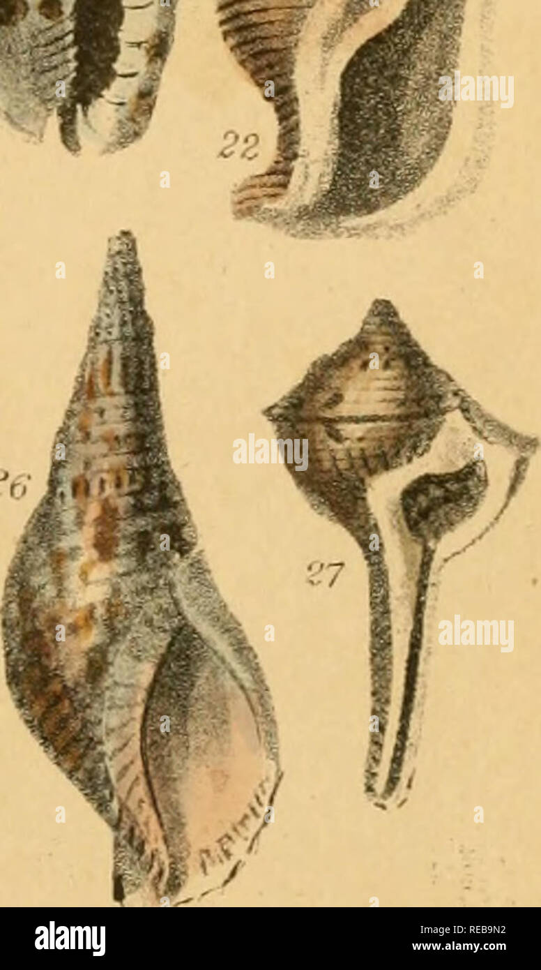 . The conchologist's text-book. Embracing the arrangements of Lamarck and Linnæus, with a glossary of technical terms. To which is added a brief account of the mollusca. Mollusks; Shells. 1 General t'o/ius. 2 Bloody Oliva. 3 Cinnamon Andllaria. 4 Awl-shaped Terebellum. 5 Egg-shaped Ornhi fi Bluish Marginella. 7 Bat Voluta. 8 Measley Cyproea. 9 Pontifical Mit.ra. 10 Merchant Columbella. 11 Cylindrir Volvaria. 12 Filleted Terebra. 13 C'eylonese Ebnrna. 14 Tf'a»ec; Buccinum. 15 Partridge Dclium. 16 Roseate Harpa. 17 Peruvian Concholepas. 18 Banded Afonoceros. 19 Persian Purpura. 20 Rugged Ricinul Stock Photo