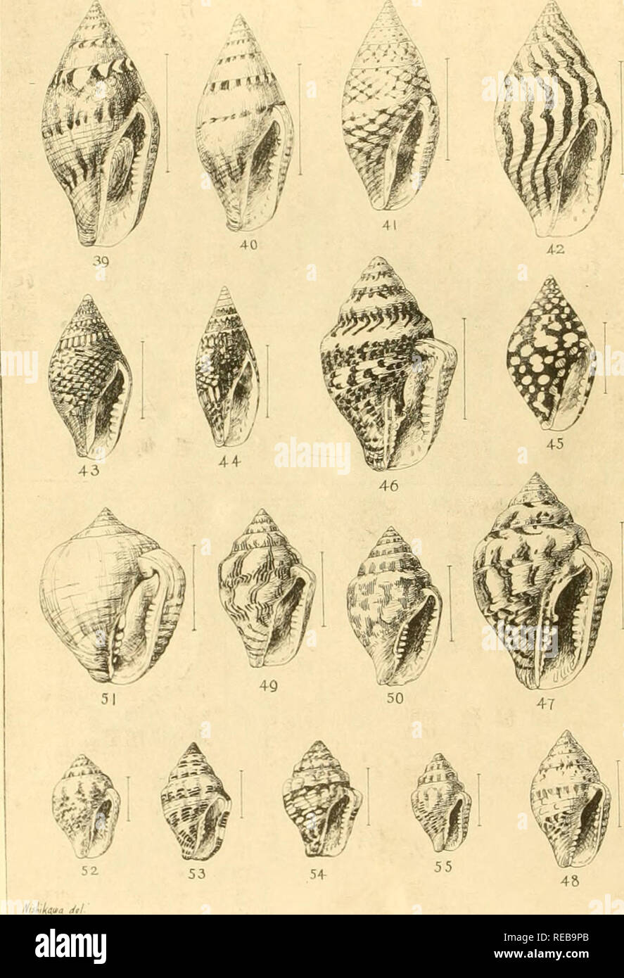 . The Conchological magazine. Mollusks. THE CONGHOLOQiGAL MAQAZINE VOL. III. PL X.çåç¬¬å·ä¸ç¬¬èªéé¡ä» JAPANESE MARINE MOLLUSKS (PL. XLVIII.) (fRå «ååç¬¬ï¼é®ä»ç£æµ·é¦æ¬ Columbella versicolor Sowerby. I&quot; CoUiãnl&gt;ella yiardalina tyleriãray C- pardalina japonlea Rvc- C- fartlallna siibcrilraiia I'ils. Coluinbc'Ufi panlalina Lamfirck 42. 43. 44. 45. 46-' 48. 49. 50. 51. 52. C- versicolor coronatft Duclos'?) Colunihella turturina Lamarck. 0. turturina borealis I'lls- 53, 51&quot;ï¼55. Colarabella varians Sowerliy. Please note that these images are extracted from scanned page images that may  Stock Photo