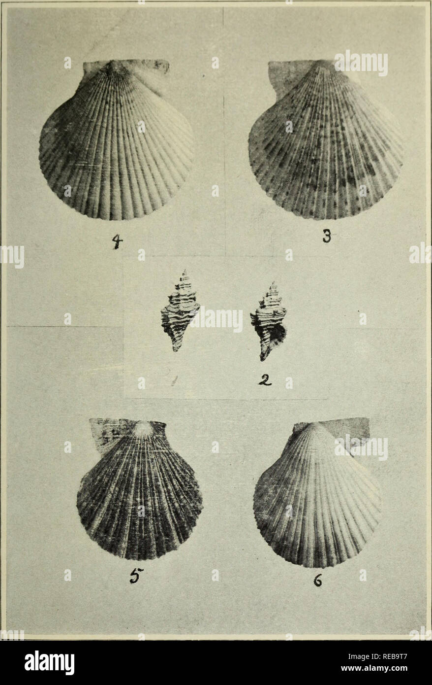 . The Conchologists' exchange. Mollusks. rHK NAlllll.US. WXIII. IM.AIK IV. OLDROYD: WEST COAST SHELLS. Please note that these images are extracted from scanned page images that may have been digitally enhanced for readability - coloration and appearance of these illustrations may not perfectly resemble the original work.. Averell, William D. Philadelphia, Wm. D. Averell Stock Photo