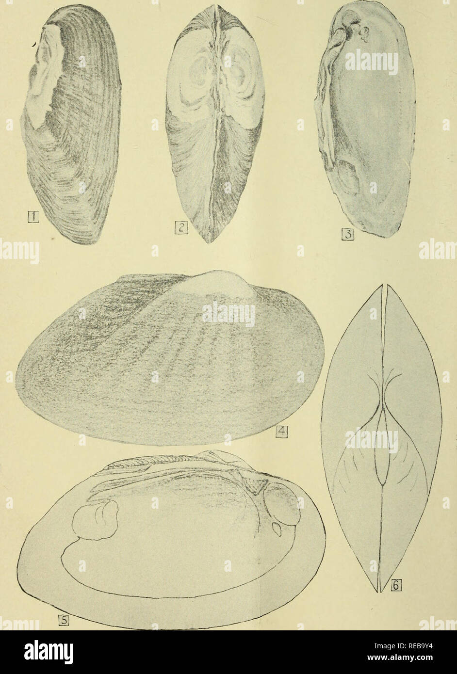 . The Conchologists' exchange. Mollusks. THE NAUTILUS, IX. PL. II.. WRIGHT—New Unionid^.. Please note that these images are extracted from scanned page images that may have been digitally enhanced for readability - coloration and appearance of these illustrations may not perfectly resemble the original work.. Averell, William D. Philadelphia, Wm. D. Averell Stock Photo
