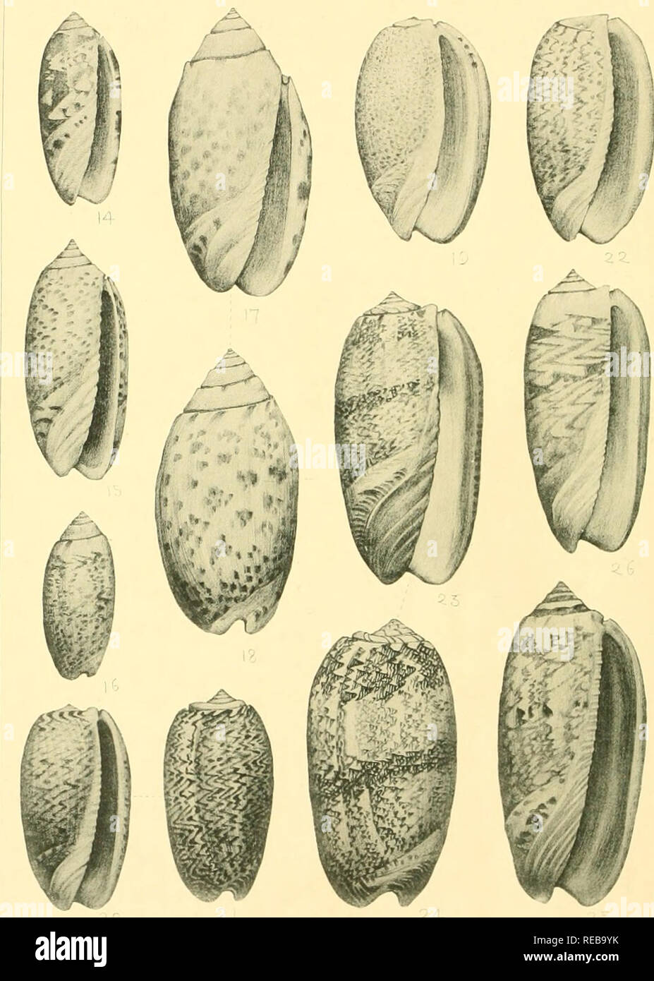The Conchological Magazine Mollusks The Concholoqigal Maqazine Vol Iii Iv Llsffl Japanese Marine Mollusks Pl Xlv Rfe 1 1 1 22 Oliva Iiiusk Ilina Lain Vari Ty J Oliva Ci Iscopahs Ham Lt 17 Is 10 21